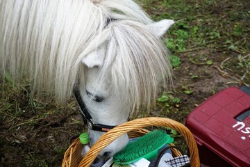 Kopf von weißem Shetland-Pony am Bastkorb mit Putzzeug auf Wiese 