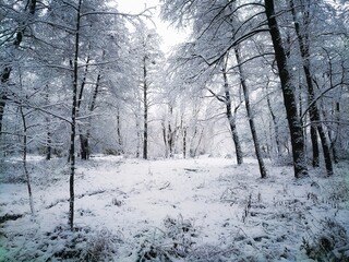 Bright winter forest. Trees are covered with snow and frost. Morning in the cold woods