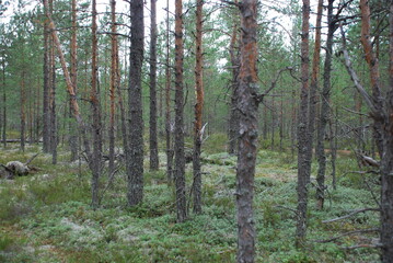 Obraz premium Coniferous forest on a summer day. Pine trees of different ages and sizes grow, they have brown trunks and a branched crown with green needles. Below grows light green lichen, heather, cranberries.