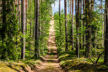 Fire safety trail in the beautiful pine forest in summer