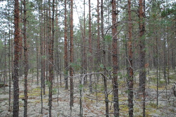Coniferous forest on a summer day. Pine trees of different ages and sizes grow, they have brown trunks and a branched crown with green needles. Below grows light green lichen, heather, cranberries.