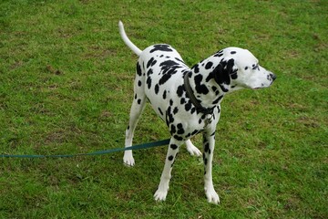 Schwarz-weiß gefleckter Dalmatiner Hund auf grüner Wiese 