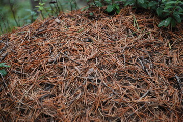 An anthill in a pine forest. In a coniferous forest, a colony of insect ants has built an ant, on top lie fallen brown and yellow pine needles, ants run over them.