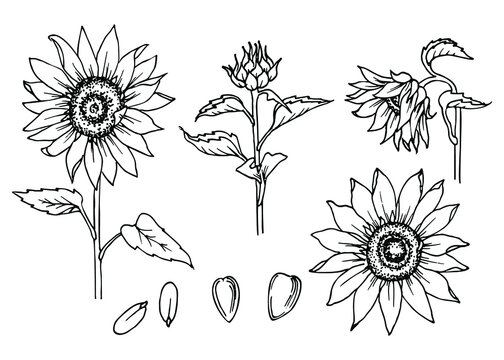 Sunflower flower collection. Floral element sketch. Black and white vector clipart. Realistic summer wildflower freehand drawing with ink pen.