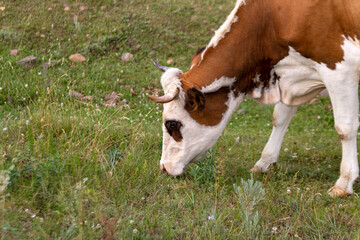 Cows graze in the meadow in summer. Cattle on the farm.