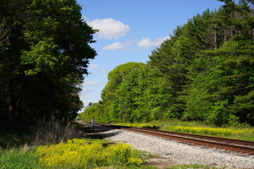 Fototapeta na wymiar Train railroad tracks lead into a forest.