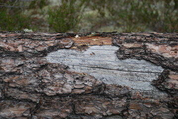 The wide trunk of a fallen pine tree. A dead tree lies on the ground. Some of the brown bark had peeled off its trunk, revealing the smooth gray surface of the old tree.