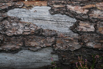 The wide trunk of a fallen pine tree. A dead tree lies on the ground. Some of the brown bark had peeled off its trunk, revealing the smooth gray surface of the old tree.