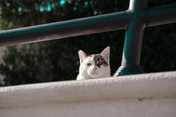 Desperate sad look of a hungry stray cat, sadness