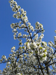 tree blossom