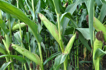 Obraz premium The cob ripens on a corn stalk