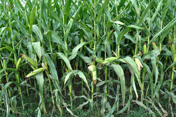 The cob ripens on a corn stalk