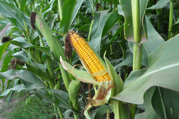 The cob ripens on a corn stalk