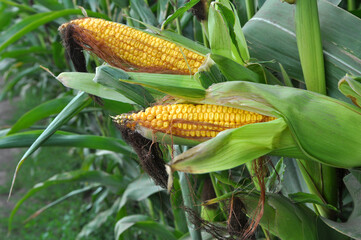 The cob ripens on a corn stalk