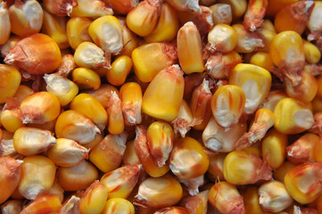 Dry corn grain