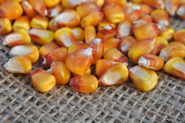 Dry corn grain
