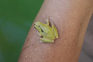 a little green frog in my hand