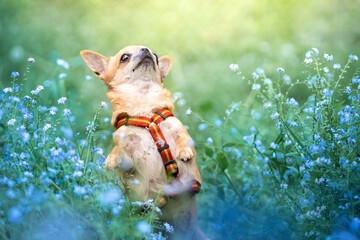 Pies rasy chihuahua stoi na tylnych łapkach wśród kwitnących niezapominajek - obrazy, fototapety, plakaty