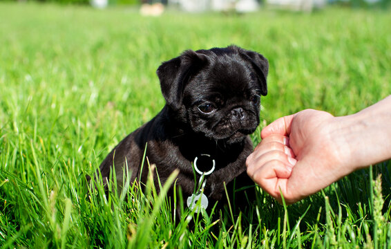 Pug dog. The puppy is two months old. Black pug on a background of green grass. Man's hands give him food