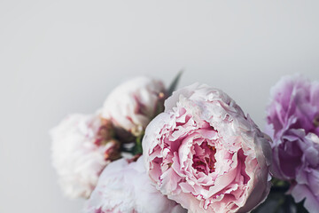 Blooming fluffy white pink peony flower bouquet on elegant minimal pastel beige background....