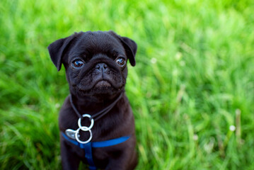 Portrait. Pug dog. The puppy is two months old. Black pug on a background of green blurred grass - obrazy, fototapety, plakaty