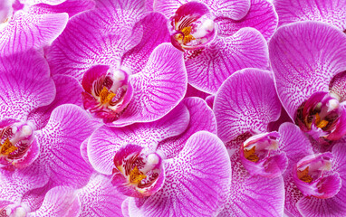 Orchid flower pink phalaenopsis or dendrobium moth.