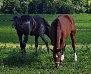 Two horses, a brown and a black ones, grazing on a green meadow