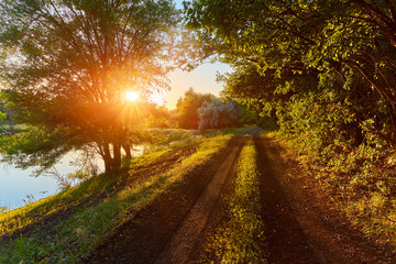 Naklejka premium The sun's rays stream through the trees and illuminate the young green foliage on the bushes in the forest in spring. Dirt road through the forest.