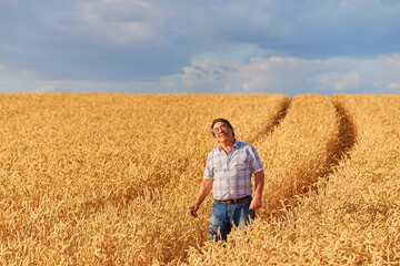 Naklejka na ściany i meble Satisfied mature farmer touching with care his ripe wheat field