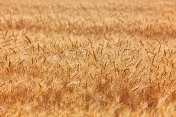 Yellow grain ready for harvest growing in a field