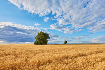 Gold Wheat flied panorama with tree