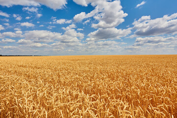 Golden wheat field