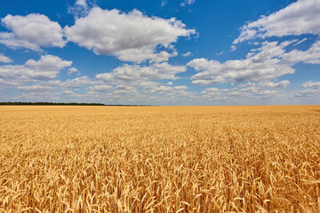 Naklejka premium Yellow grain ready for harvest growing in a field
