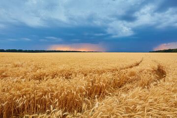 natural beautiful landscape with field of Golden ripe wheat ears on blue background a stormy sky
