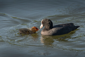 Coot feeding newborn