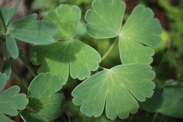 Orlik wachlarzowaty 'Nana Alba' Aquilegia flabellata