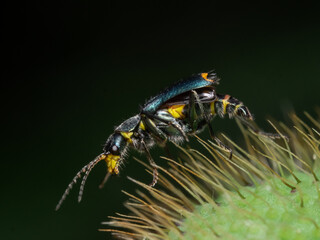 Two-spotted ear beetle, Zweifleckiger Zipfelkäfer (Malachius bipustulatus)