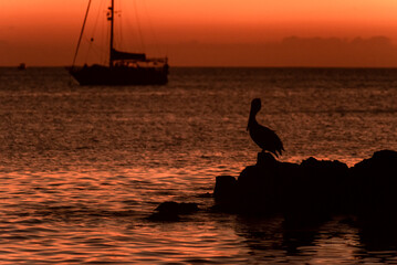 sunset in the galapagos islands with a lighthouse sea lions and pelicans over the pacific ocean