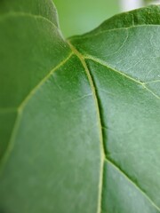 close up of leaf