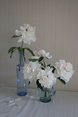 bouquet of white beautiful peonies in a blue vase