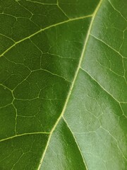 green leaf texture
