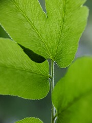 macro photography beautiful nature leaves
