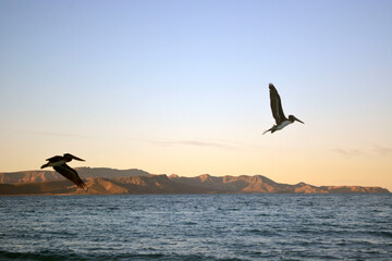 Fototapeta na wymiar silhouette of a person with a kite