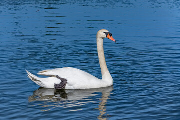 A white swan swimming in the lake, reflection on the water
