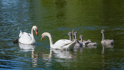 White mother swan swimming with cygnets, reflection on the water
