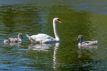 White mother swan swimming with cygnets, reflection on the water
