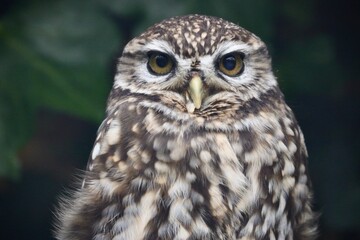 great horned owl in autumn