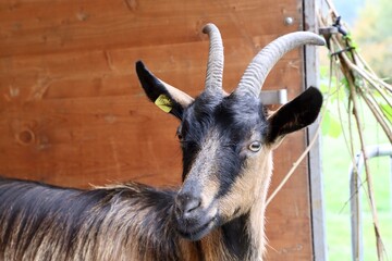 portrait of a goat
