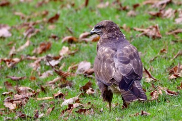 bird of prey