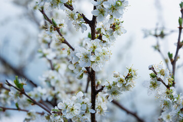 A branch with white flowers on a plum.